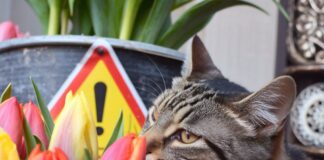 Are tulips toxic to cats